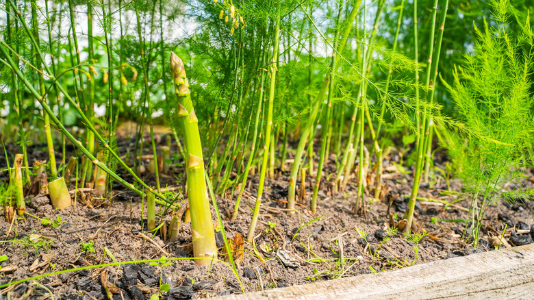 Asparagus growing in a raised garden bed.