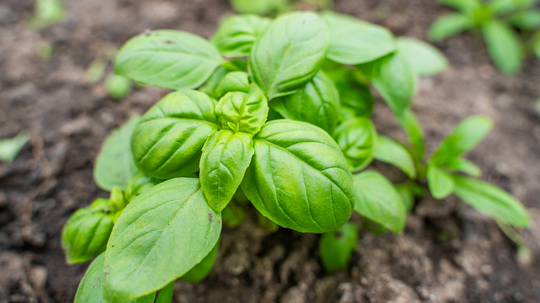 A young basil plant with large leaves grows in a garden bed.