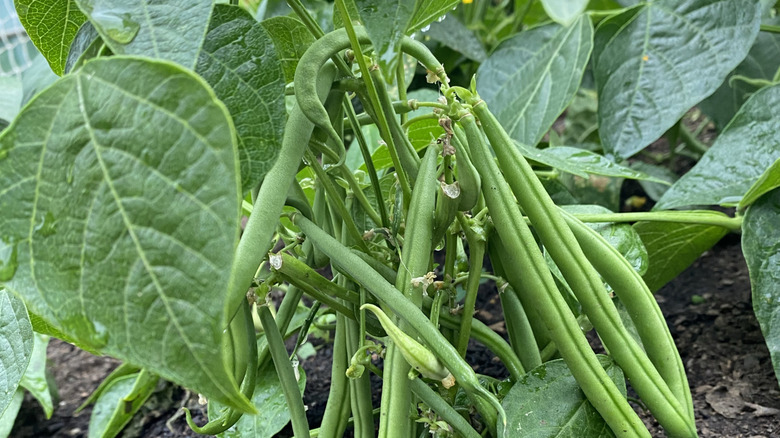 Green bush beans growing in a garden bed.