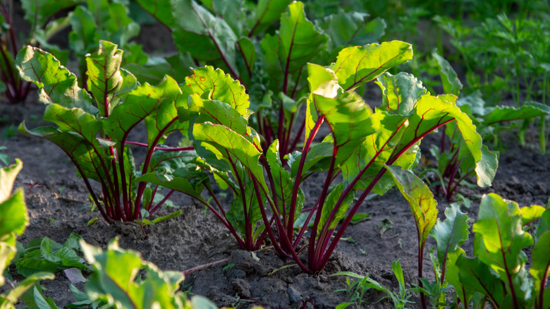 Beets growing in dark, rich soil in the sun.