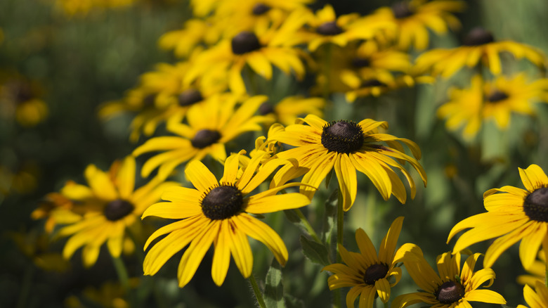 Black-eyed Susan flowers growing in a clump with green foliage in a garden bed.