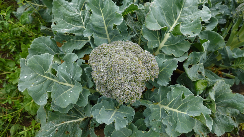 Top-down view of broccoli growing on a leafy broccoli plant in a garden.