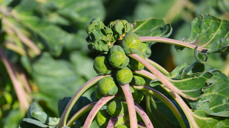 Brussels sprouts growing in a cluster at the top of the plant.