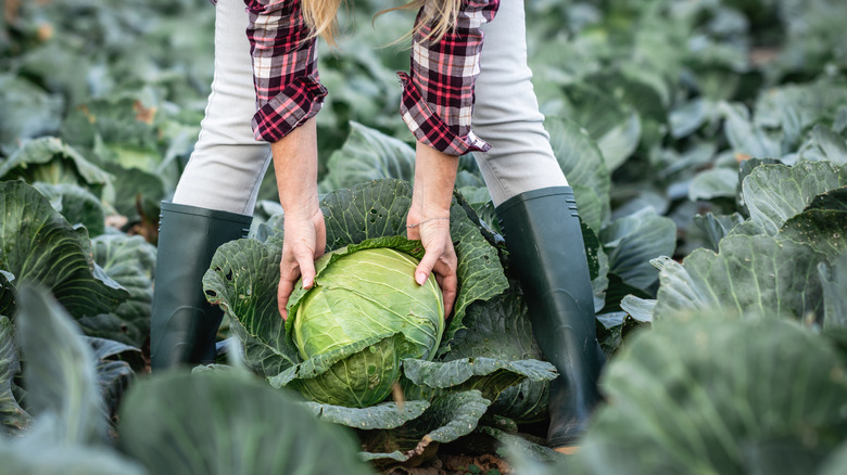 A woman wearing rubber boots harvests a large cabbage from a garden bed.