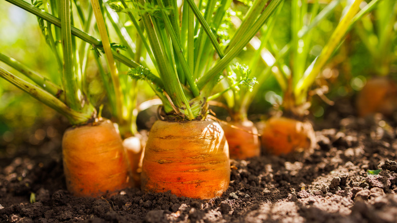 Carrot tops poking out of the soil of a garden bed to bask in the sunlight.