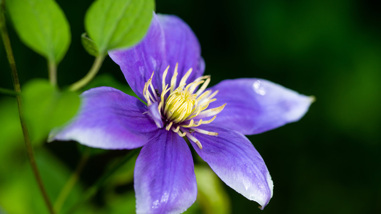 A purple clematis flower blooming on a vine.
