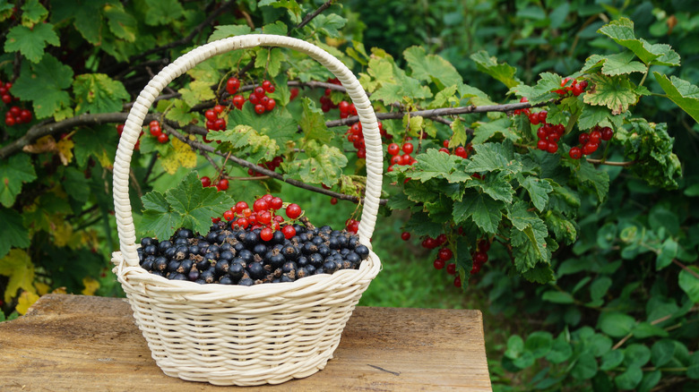 Black currants in a basket on a table in front of a red currant bush with ripe red berries.