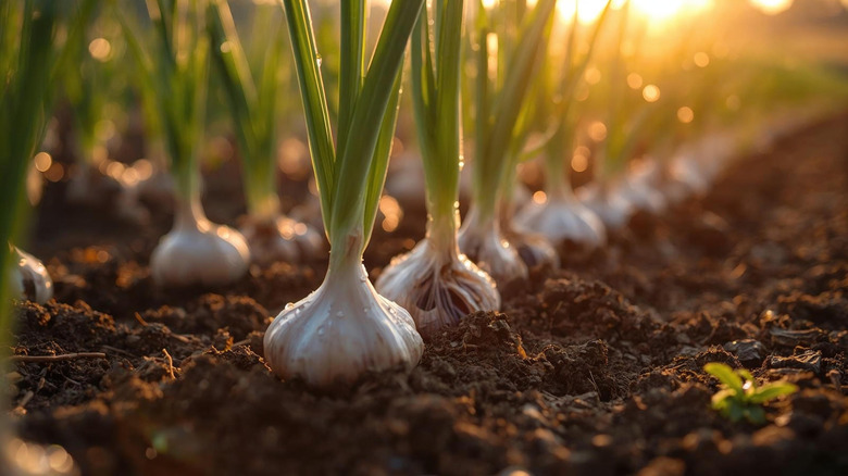 Garlic growing in rows in dark soil with low sunlight