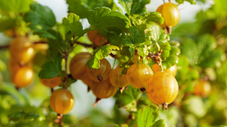 Ripe yellow gooseberroes growing on a shrub in the sun.