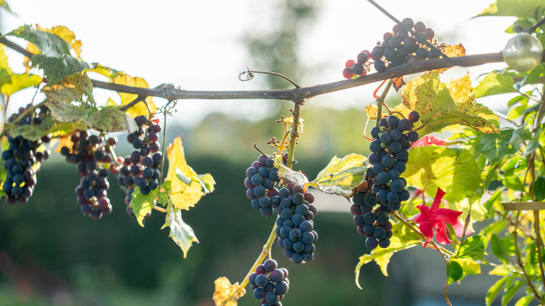 Purple grapes growing on a vines in a backyard.
