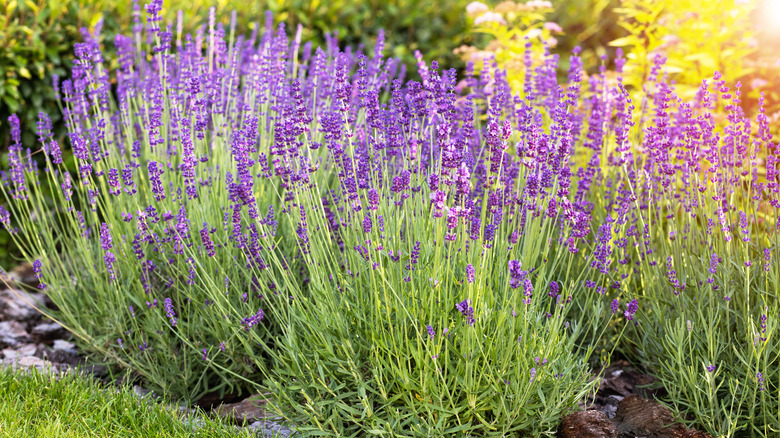 Lavender shrubs with purple flowers growing in a flower bed.