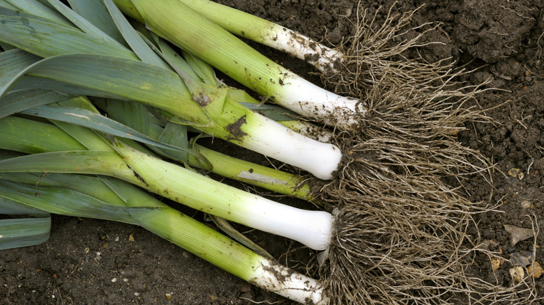 A bunch of leeks with roots still attached laying in the soil.