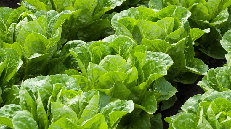 Healthy lettuces growing in neat rows in a sunny garden bed.