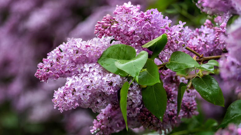 Lilac flowers growing on a large shrub in a garden.