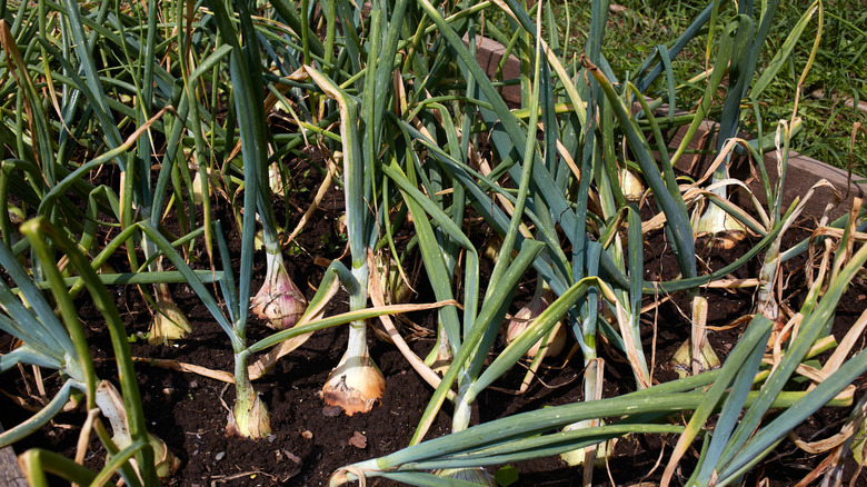 Onion plants growing in rows in a crowded garden bed.