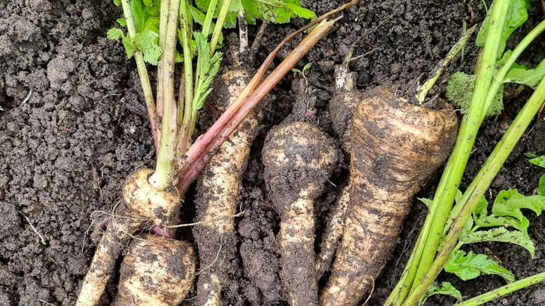 Freshly pulled parsnips with green attached lie on the soil in a garden bed.