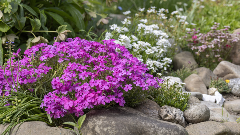 Pink-flowering phlox growing alongside other flowering plants in a rock garden.