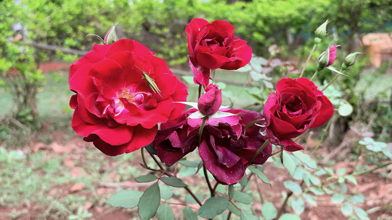 A red-flowering rose bush growing in a garden bed.