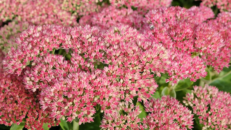 Pink-flowering sedum growing in dense clumps in a garden bed.