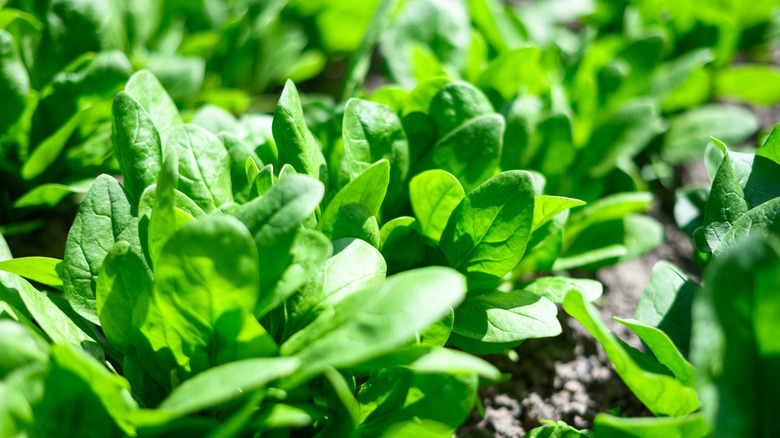Spinach plants growing in rows in a garden bed.
