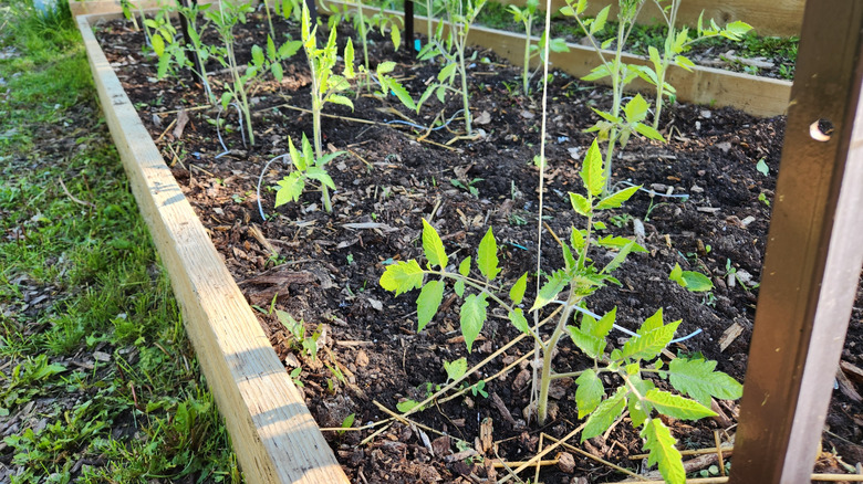 Tomatoes vines growing in a raised garden bed under a trellis.