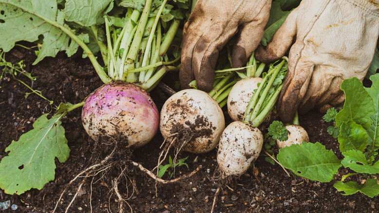 A gardener wearing gloves harvest fresh turnips from a garden bed.