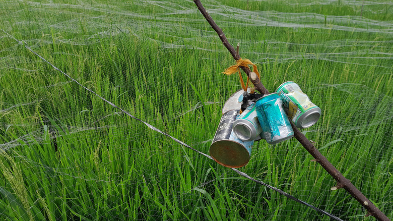 DIY bird scaring device made from aluminum cans