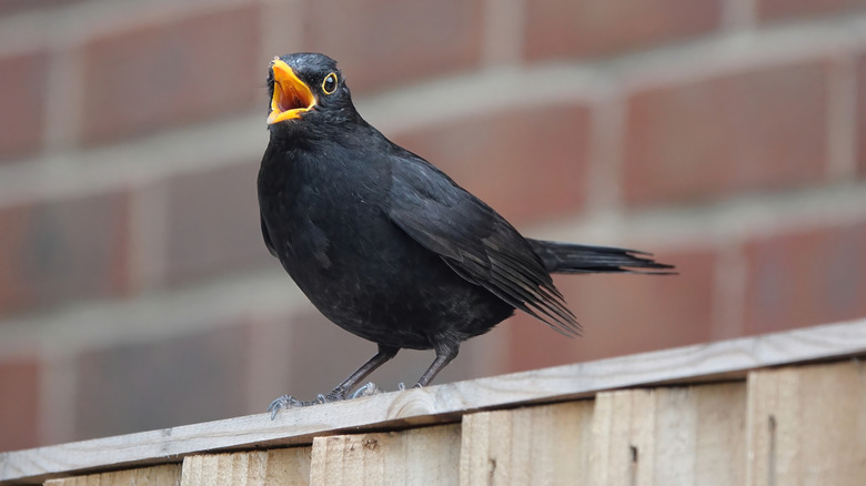 Blackbird sitting on wooden fence in yard with beak open