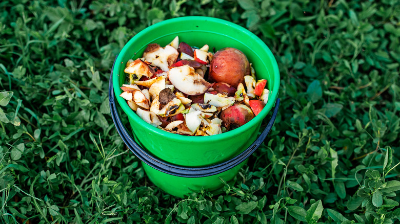 Apples remnants in composting bucket