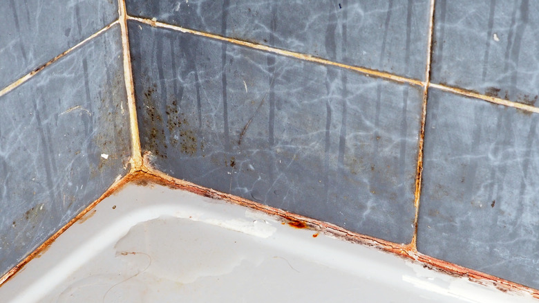 shower wall in bathroom with old rusty rile and cracked grout