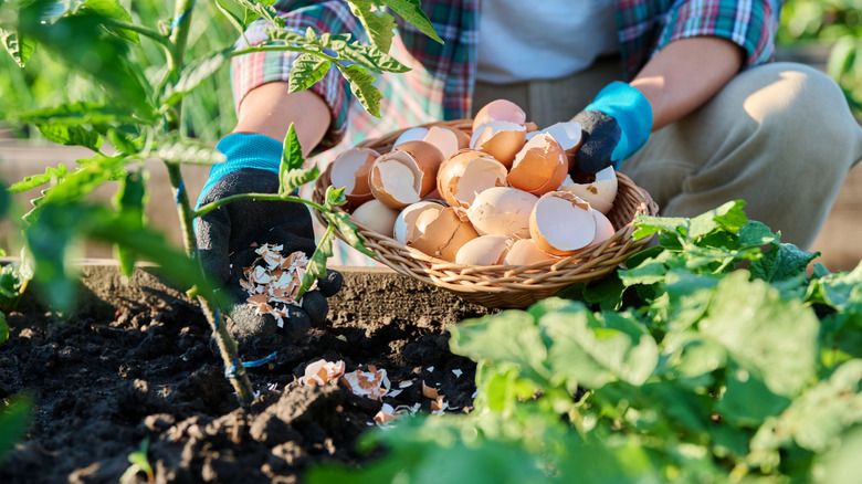 Gardener with basket of egg shells spreading crushed shells around tomato plant