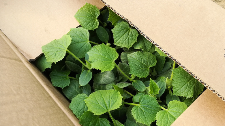 seedlings growing in a cardboard box