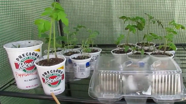 Twelve plants grow in white yogurt containers