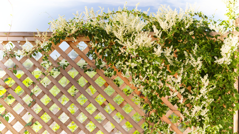 wood lattice fencing with vines