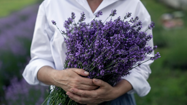 A woman holds a bouquet of lavender.