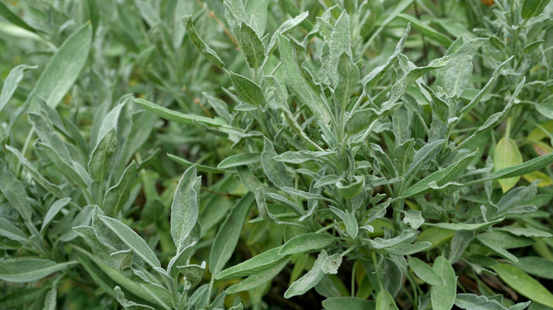 Fresh sage plants growing in a garden
