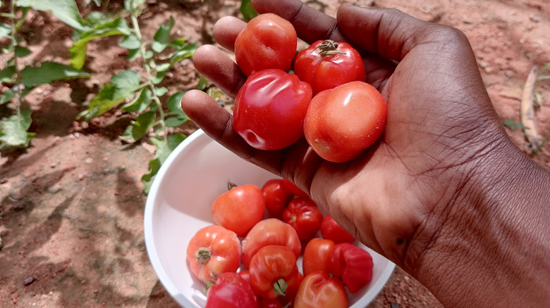Tomatoes in a hand