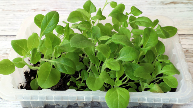 Healthy seedlings grown in a repurposed plastic container