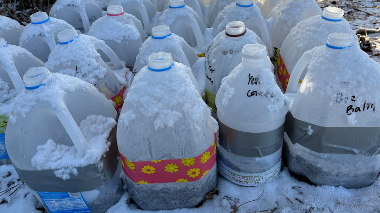 A collection of milk jugs for winter sowing covered in snow