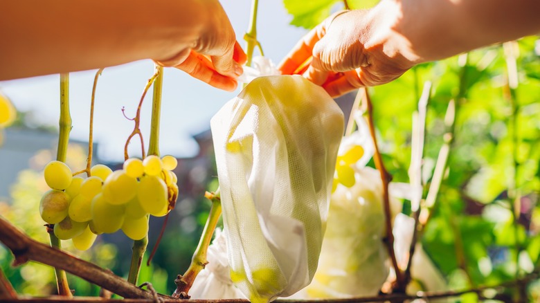 Person tying fruit protection bag on grapes
