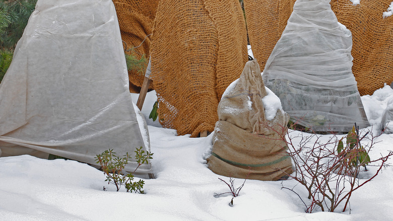 Fabric covering plants in winter