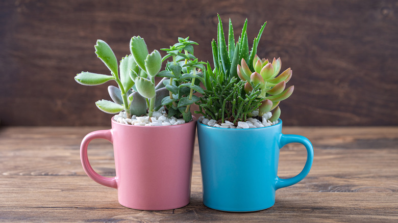 Pink and blue coffee mug planters