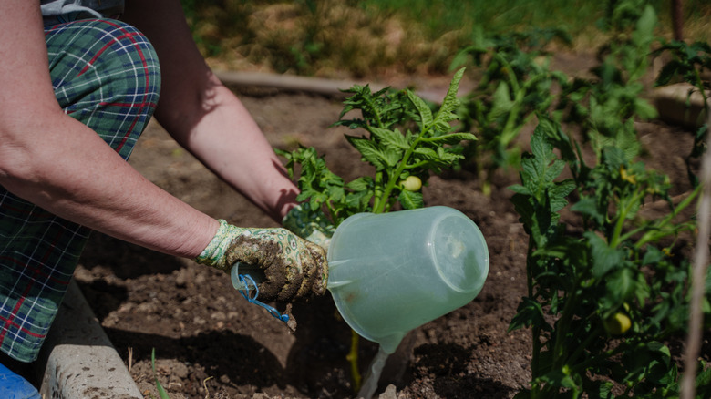 Gloved hands pouring liquid fertilizer around a small tomato plant