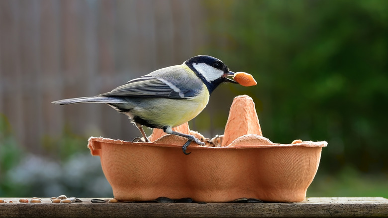 bird feeding from an egg carton bird feeder