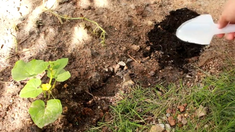 Hand holding a DIY trowel made with milk jug in a garden