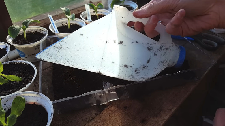 Hand holding a DIY scoop made from a milk bottle above a tray of soil