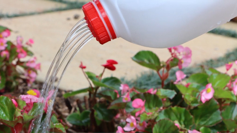Milk jug with red cap turned into a watering jug used to water pink flowers outside