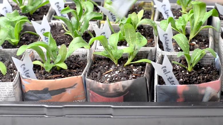 Recently-watered small seedlings labeled with label-shaped arrows made of a milk jug