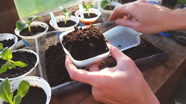 Hand holding a small seed tray made from a milk jug bottom