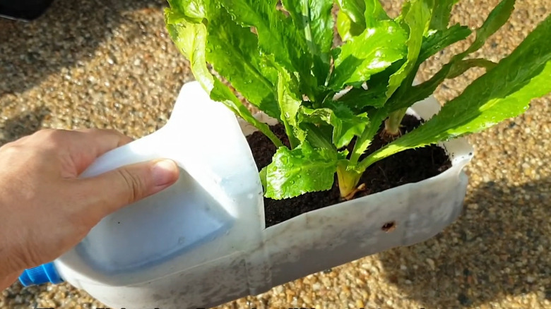 Hand holding a small planter made from a milk jug, a plant already sprouting from ti